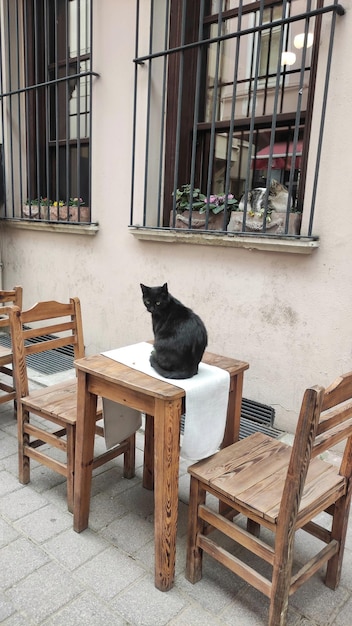 istanbul katten