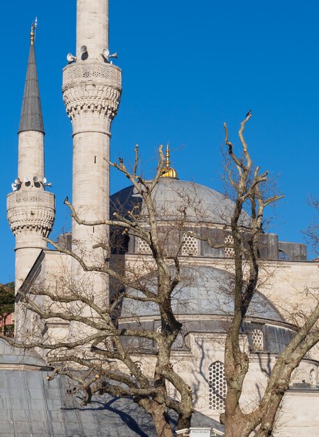 Istanbul mosque fragment with tree on blue sky background