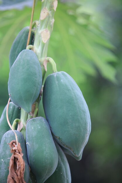 Photo it's a delicious papaya fruit.