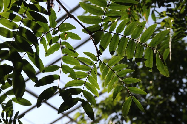 It's a leaf in the forest.
