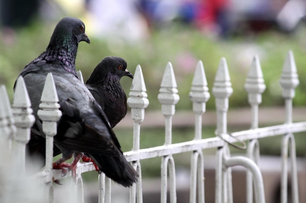 鳥多めです。