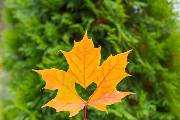 È un dettaglio molto bello in natura una grande foglia d'arancio con un buco a forma di cuore su di essa da vicino una foglia d'acero gialla con un cuore scolpito nel mezzo giace ciao concetto di autunno