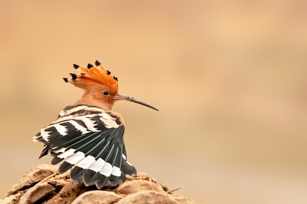 It seems that common hoopoe is wearing a saree