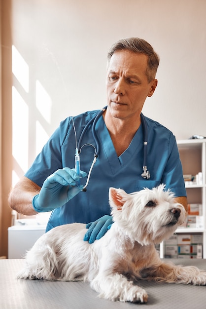 It will hurt a little. A middle aged male veterinarian in work uniform is about to give an injection to a small dog lying on the table at veterinary clinic.