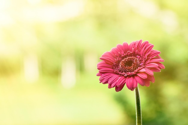 開花時期は 39 秒です