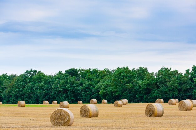 Italiaans plattelandspanorama. Ronde balen op tarweveld. Landbouw, plattelandsleven