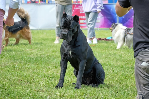 Italiaanse hond cane corso zit rustig op het gras