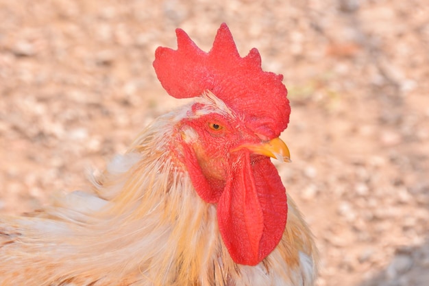 Italiaanse kippendier vogel