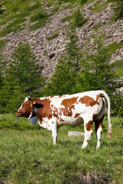 Italiaanse koeien tijdens een zonnige dag dichtbij Susa, Piemonte, Italiaanse Alpen