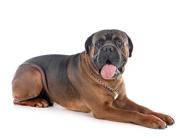 Italiaanse mastiff voor witte achtergrond