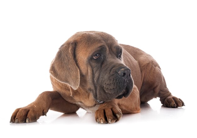 Italiaanse mastiff voor witte achtergrond