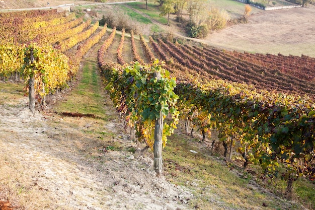 Italiaanse wijngaard van Barbera tijdens het herfstseizoen