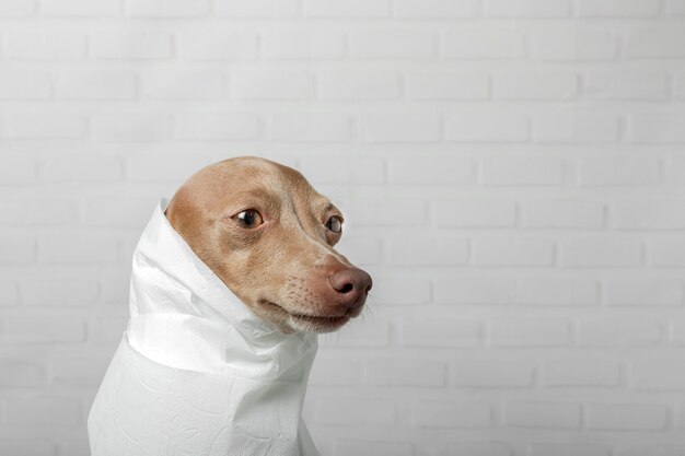 Italiaanse windhond hond spelen met wc-papier rollen