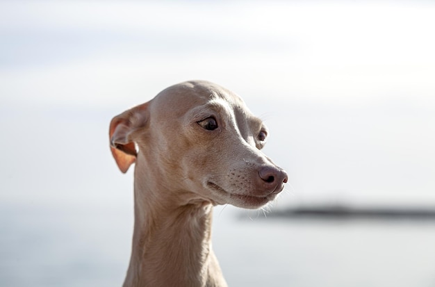 Italiaanse windhond rashond poseren