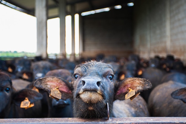 Italian buffalos standing n mozzarella cheese farm factory food excellence export produce concept