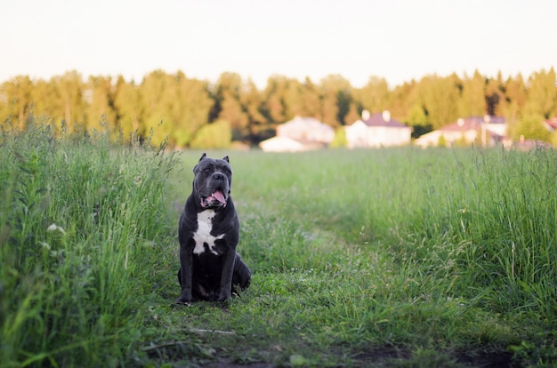 Italian cane Corso dog. 