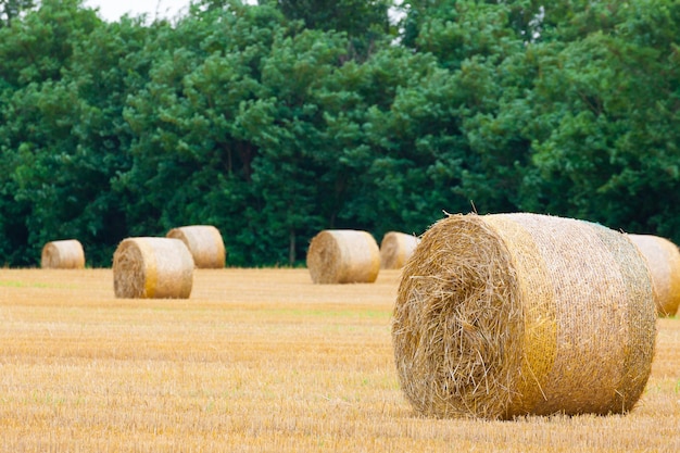 Panorama della campagna italiana. rotoballe sul campo di grano. agricoltura, vita rurale