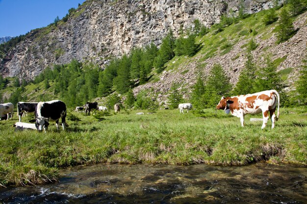 Italian cows during a sunny day close to Susa, Piedmont, Italian Alps