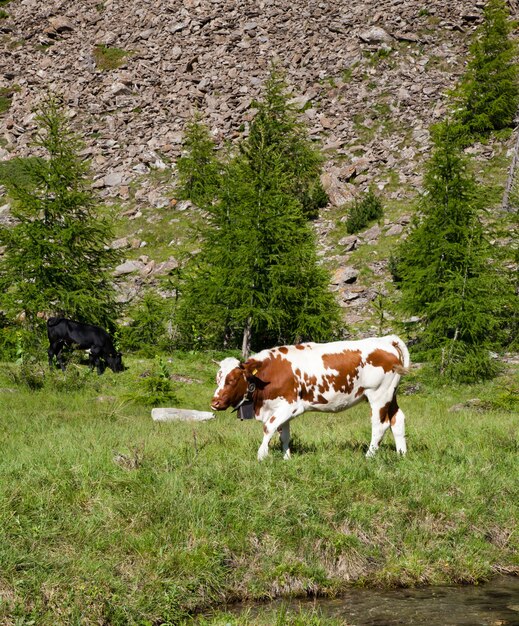 Italian cows during a sunny day close to Susa, Piedmont, Italian Alps