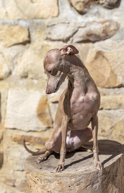 写真 森で遊ぶイタリアン・グレイハウンド犬