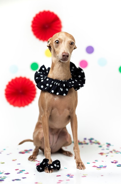 Italian Greyhound dog celebrating a party