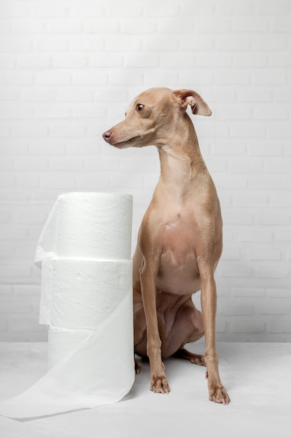 Italian greyhound dog playing with toilet paper rolls