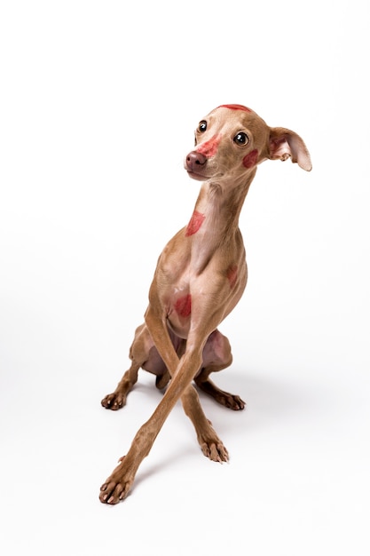 Italian greyhound dog with red lips kiss marks