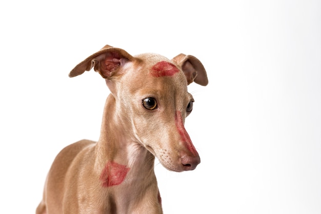 Photo italian greyhound dog with red lips kiss marks