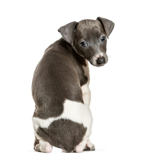 Italian Greyhound puppy sitting against white background