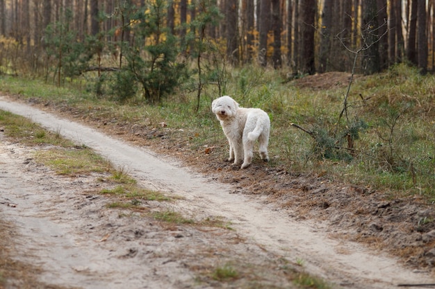 Photo italian lagotto white curly dog on a walk at autumn forest