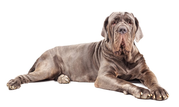 Italian mastiff cane corso on white background