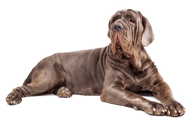 Italian mastiff cane corso on white