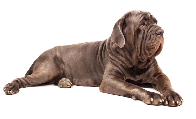 Italian mastiff cane corso on white