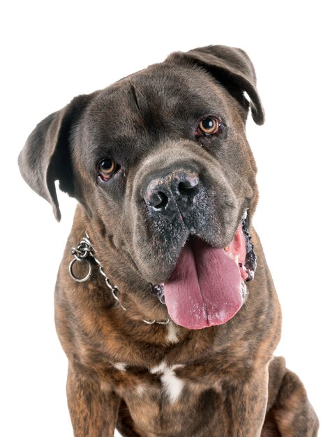 italian mastiff in studio