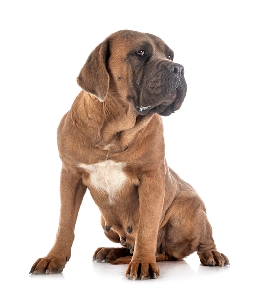 Italian mastiff