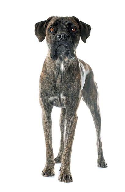 Photo italian mastiff