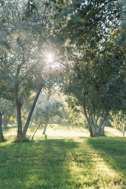 Italian nature at sunset Soft pastel colors in summer Fine art in landscape photography