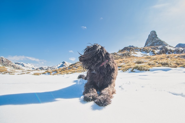 イタリアの羊飼いの犬は雪の上で休んで、遠くに見えます