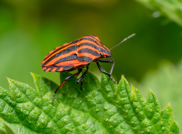 Italian striped bug