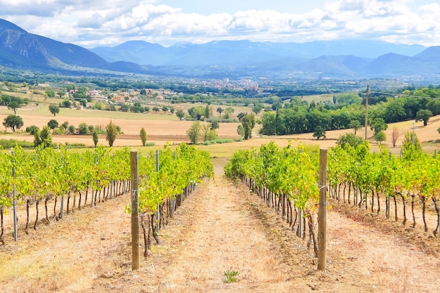 イタリアのブドウ園。イタリアの田舎の美しい晴れた日。