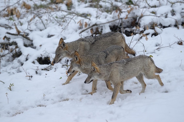 写真 アブルッツォ国立公園の雪原を歩くイタリアのオオカミ