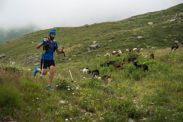 Italië, Alagna, sleepagent onderweg op alpenweide