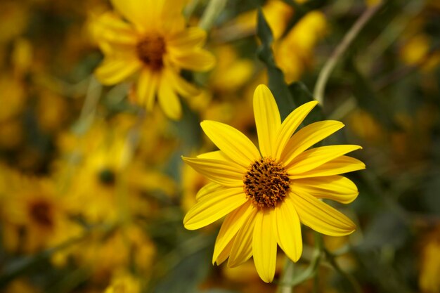 Italië, platteland, topinambur bloemen (HELIANTHUS TUBEROSUS)