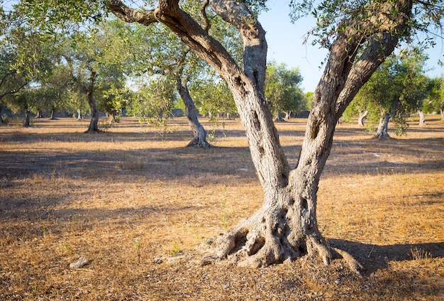 Italië, regio Puglia. Honderd jaar oud olijfboomdetail.