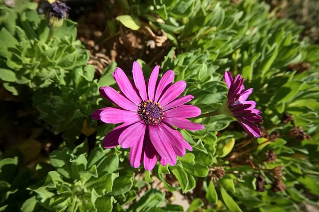 Italië, Sicilië, Afrikaanse paarse madeliefjes in een tuin