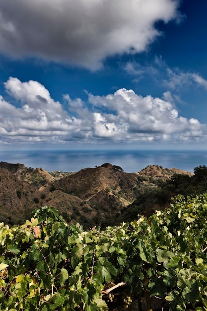 Italië Sicilië Castelmola winegrape bladeren en de Siciliaanse oostelijke rotskust