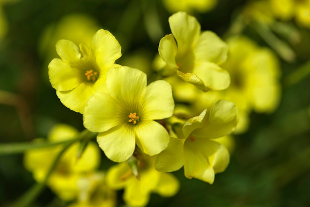 Italië, Sicilië, gele bloemen in een tuin