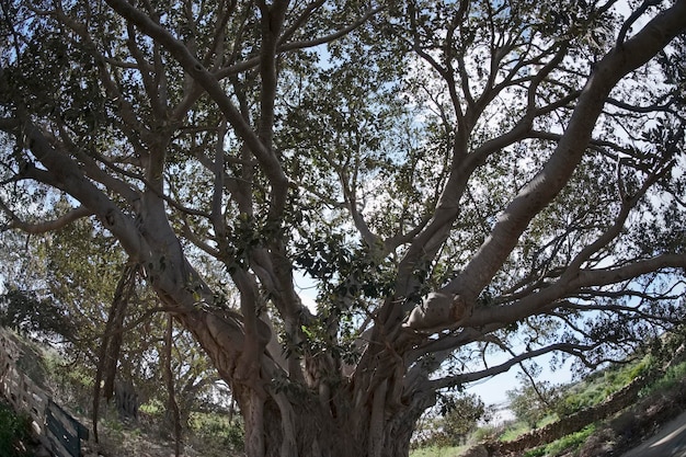 Italië, Sicilië, op het platteland (provincie Ragusa), enorme magnoliebomen bij een stenen boerderij