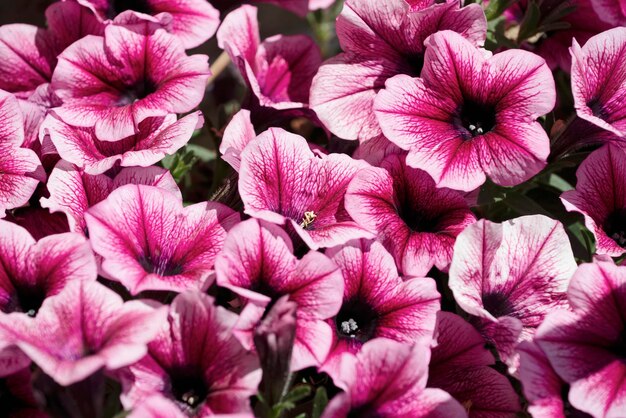 Italië, Sicilië, paarse trompetbloemen in een tuin