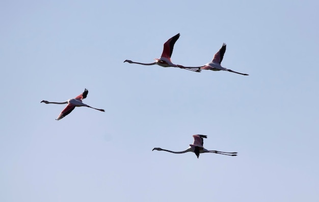 Italië, Sicilië, Pachino WWF National Park, vliegende flamingo's (phoenicopterus ruber)